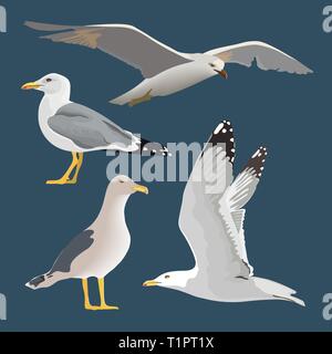 Set of 4 sea gulls. Hovering, soaring, standing, with folded wings, resting, curious. Flying mew. long neck, white feathers, Stock Vector