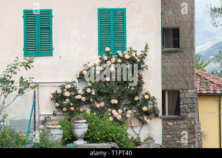 The view of climbing roses on a brick wall of a house. Stock Photo