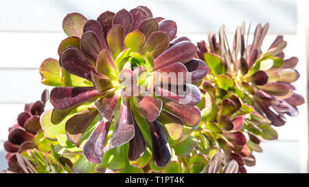 Succulent plant green purple color close up view, sunny day, springtime. Blur white wall background