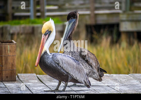 A Group of Brown Pelican resting around in Amelia Island, Florida Stock Photo