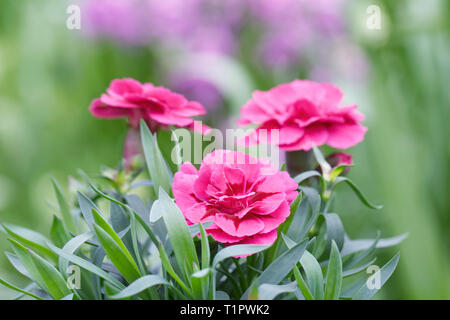 Dianthus flowers in Spring. Stock Photo
