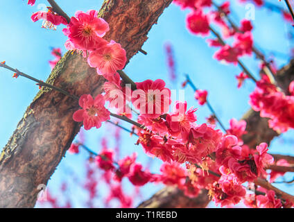 Red Plum Blooming in Wondong Maehwa Village, Yangsan, South Korea, Asia Stock Photo