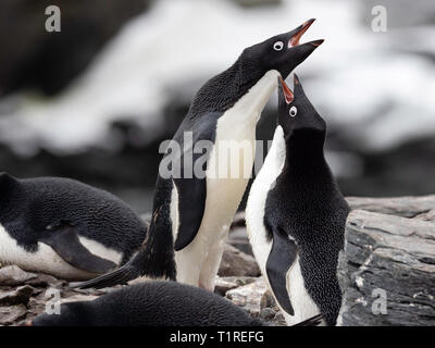 Adelie penguins (Pygoscelis adeliae) courtship display, Shingle Cove, Coronation Island, South Orkney Islands, Antarctica Stock Photo