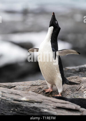 Adelie penguin (Pygoscelis adeliae) courtship display, Shingle Cove, Coronation Island, South Orkney Islands, Antarctica Stock Photo
