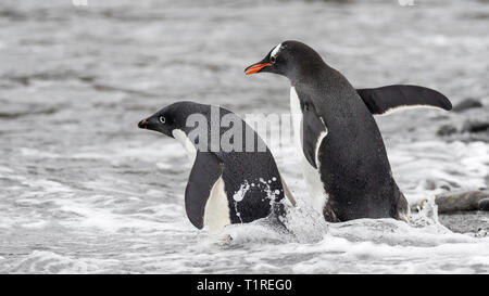 Adelie and Gentoo penguins, Shingle Cove, Coronation Island, South Orkney Islands, Antarctica Stock Photo