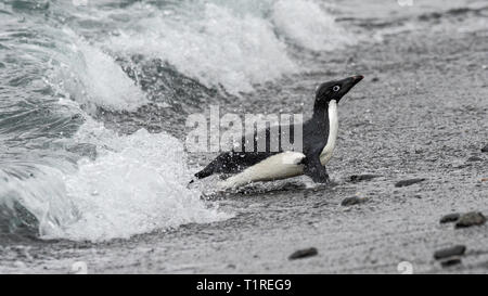 Adelie penguin (Pygoscelis adeliae), heading in from sea, Shingle Cove, Coronation Island, South Orkney Islands, Antarctica Stock Photo