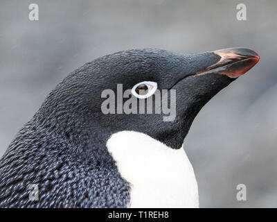 Adelie penguin (Pygoscelis adeliae), head shot, Shingle Cove, Coronation Island, South Orkney Islands, Antarctica Stock Photo
