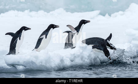 Adélie penguins (Pygoscelis adeliae) heading to sea, Brown Bluff, Antarctic Sound, Antarctica Stock Photo
