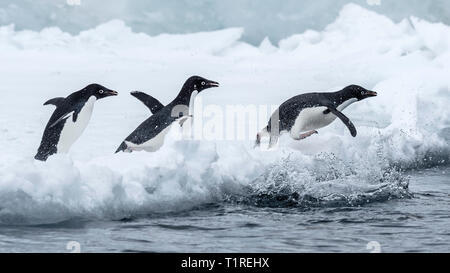 Adelie penguins (Pygoscelis adeliae) heading to sea, Brown Bluff, Antarctic Sound, Antarctica Stock Photo