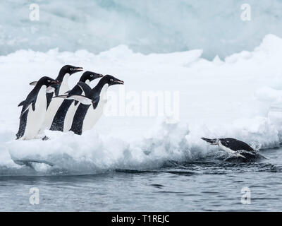 Adelie penguins (Pygoscelis adeliae) leaping into the sea from ice at Brown Bluff, Antarctic Sound, Antarctica Stock Photo