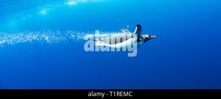 Gentoo penguin (Pygoscelis papua) flying through the water, Lindblad Cove, Trinity Peninsula, Antarctica Stock Photo