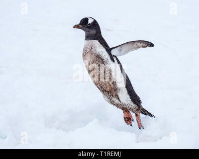 Dirty birdy, Gentoo penguin (Pygoscelis papua) leaping across the ice, Neko Harbor, Antarctica Stock Photo