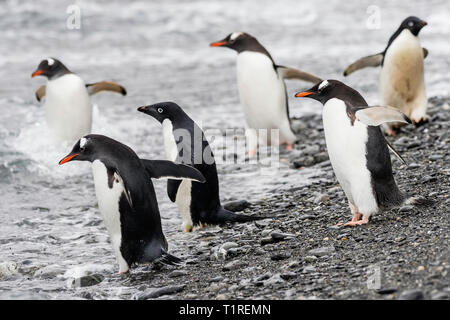 Gentoo and AdÃ©lie penguins, at the waters edge, Shingle Cove, Coronation Island, South Orkney Islands, Antarctica Stock Photo