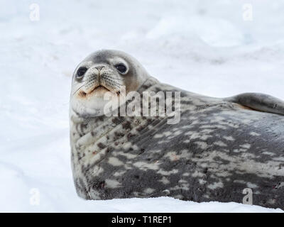 Weddell Seal (Leptonychotes weddellii), Dundee Island, Antarctic Sound, Antarctica