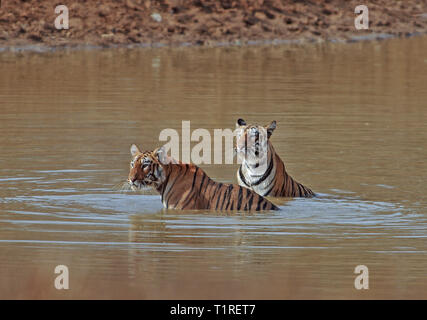 Two young Tigers sitting in waterhole at Tadoba Tiger reserve Maharashtra,India Stock Photo
