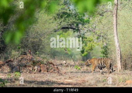 male Tiger in Fire line  at Tadoba Tiger reserve Maharashtra,India Stock Photo