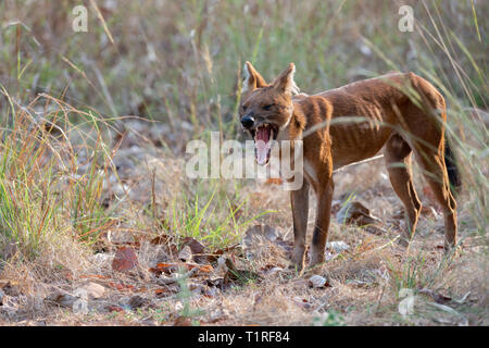 Indian Wild Dog aka Dhole Yawning at Tadoba Tiger reserve Maharashtra,India Stock Photo