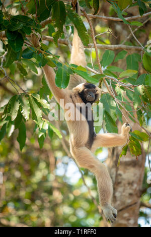 Pileated gibbon female hanging from tree in Cambodia Stock Photo