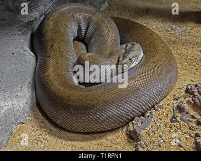 Closeup Patternless Green Burmese Python on Sand Stock Photo