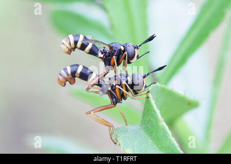 Conops quadrifasciatus, the yellow-banded conops Stock Photo