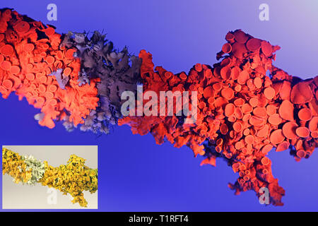 Common orange lichen, Xanthoria parietina, showing red fluorecence in ultraviolet light (365 nm). Smaller image showing same sample in normal daylight Stock Photo