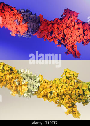 Common orange lichen, Xanthoria parietina, showing red fluorecence in ultraviolet light (365 nm).  Lower image showing same sample in normal daylight. Stock Photo