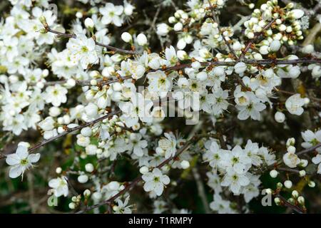 A mass of white black thorn flowers blossoms blossom Prunus spinosa Stock Photo