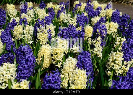 Mixed blue and yellow hyacinth flowers growing in a flower bed Hyacinthus orientalis Blue jacket Hyacinthus  orientalis City of Harlem Stock Photo