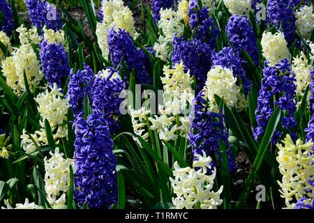 Mixed blue and yellow hyacinth flowers growing in a flower bed Hyacinthus orientalis Blue jacket Hyacinthus  orientalis City of Harlem Stock Photo
