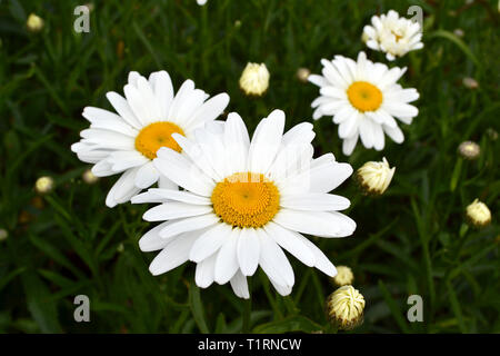 Fresh chamomile flowers in the green grass on Summer meadow, selective focus Stock Photo