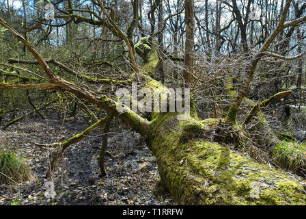 An old  fallen tree in a swamp area in woodland covered in moss Stock Photo