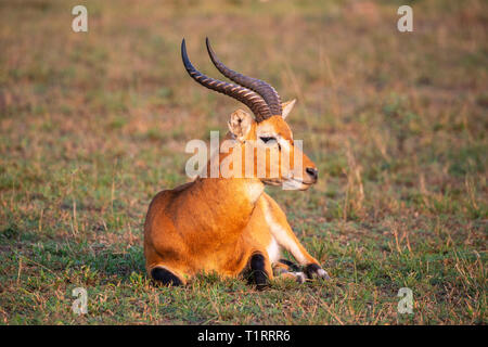 Close up of Male Ugandan Kob (Kobus kob thomasi) in Queen Elizabeth National Park, South West Uganda, East Africa Stock Photo