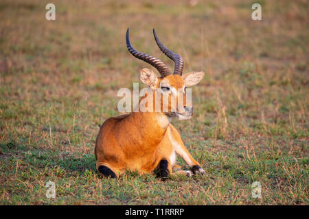 Close up of Male Ugandan Kob (Kobus kob thomasi) in Queen Elizabeth National Park, South West Uganda, East Africa Stock Photo