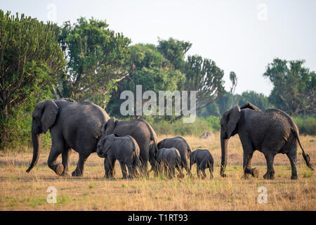 Herd of African elephants (Loxodonta Africana) on the move in Queen Elizabeth National Park, South West Uganda, East Africa Stock Photo