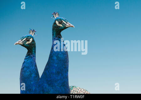 A pair of beautiful blue peacocks on a blue background Stock Photo