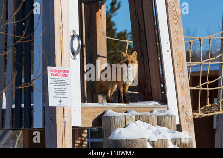 Red fox, Vulpes vulpes in a children's playground in winter. Carcross, Yukon, Canada Stock Photo