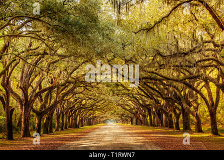 Alley with life oak trees in Georgia Stock Photo
