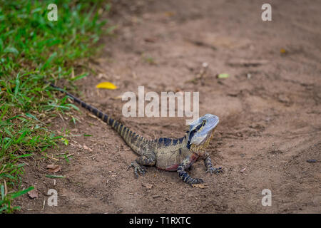 The eastern water dragon, Physignathus lesueurii is a medium sized lizard, with some specimens growing up to 80cm in length including their long tail. Stock Photo