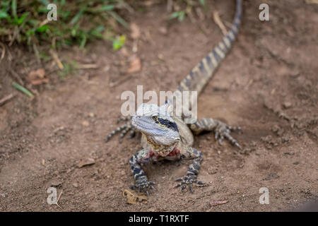 The eastern water dragon, Physignathus lesueurii is a medium sized lizard, with some specimens growing up to 80cm in length including their long tail. Stock Photo