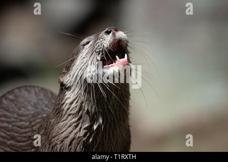 A cute and curious otter climbs on rocks in the sun. Stock Photo