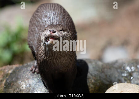A cute and curious otter climbs on rocks in the sun. Stock Photo