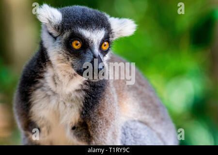 The ring-tailed lemur is a large strepsirrhine primate and the most recognized lemur due to its long, black and white ringed tail found in Madagascar. Stock Photo