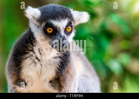 Ring tailed Lemurs are primates found only on the African island of  Madagascar and some tiny neighboring islands Stock Photo - Alamy