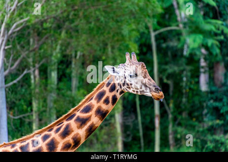 The giraffe (Giraffa) is a genus of African even-toed ungulate mammals, the tallest living terrestrial animals and the largest ruminants. Stock Photo