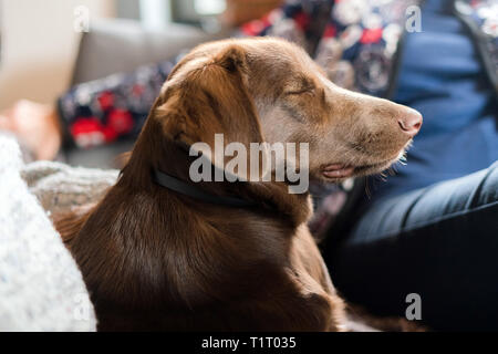 A close up of a tired and wet dog with its tongue sticking or lolling out  after chasing a tennis ball during a game of fetch Stock Photo - Alamy
