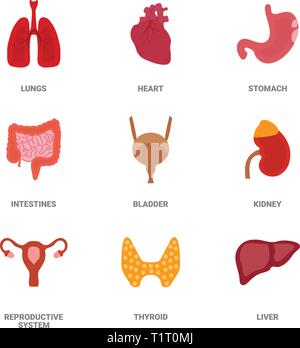 Human internal organs icon set. Vector illustration in cartoon style isolated on white background Stock Vector