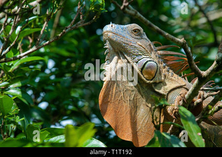 Grüner Leguan (Iguana Iguana), auf einem Ast, Costa Rica | Green Iguana (Iguana iguana), on a branch, Costa Rica