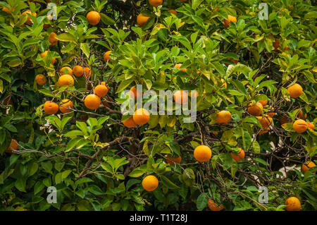 Close-up of greenish orange tree branches full of orange fruits in a cloudy day at Plasencia. A village full of old buildings in Spain. Stock Photo