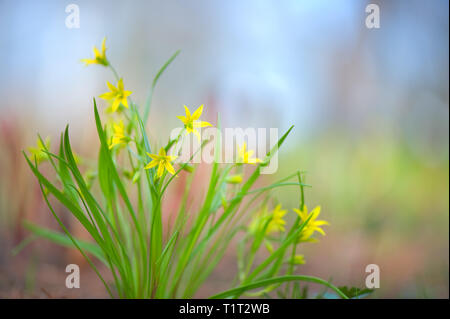 Gagea minima spring flowers in the meadow. Selective focus and shallow depth of field. Stock Photo