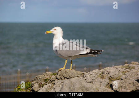 Seagull posing on a windy day standing on a rock Stock Photo